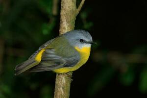 pettirosso giallo orientale foto