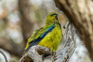 elegante pappagallo nel Australia foto