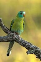 dalle spalle d'oro pappagallo nel Australia foto