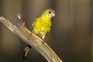 dalle spalle d'oro pappagallo nel Australia foto