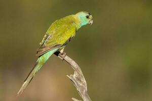 dalle spalle d'oro pappagallo nel Australia foto