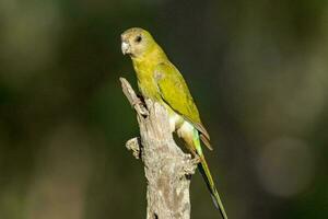 dalle spalle d'oro pappagallo nel Australia foto