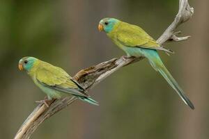 dalle spalle d'oro pappagallo nel Australia foto