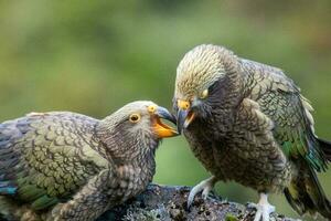 kea alpino pappagallo di nuovo Zelanda foto