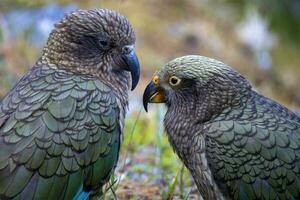 kea alpino pappagallo di nuovo Zelanda foto