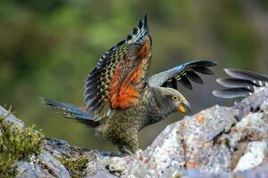 kea alpino pappagallo di nuovo Zelanda foto