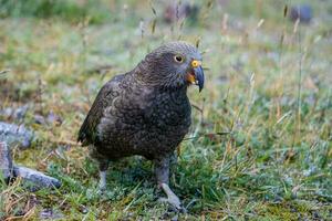 kea alpino pappagallo di nuovo Zelanda foto