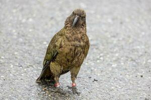 kea alpino pappagallo di nuovo Zelanda foto