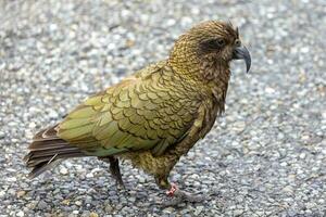 kea alpino pappagallo di nuovo Zelanda foto