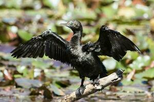 poco nero cormorano foto