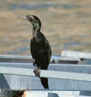 poco nero cormorano foto