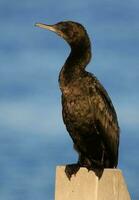 poco nero cormorano foto