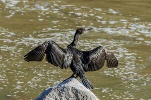 poco nero cormorano foto