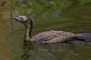 poco nero cormorano foto