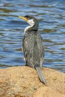 poco pezzato cormorano foto