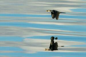 poco pezzato cormorano foto