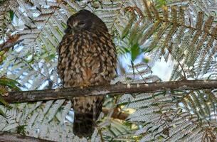 ruru morepork gufo di nuovo Zelanda foto