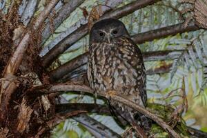 ruru morepork gufo di nuovo Zelanda foto