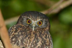 ruru morepork gufo di nuovo Zelanda foto