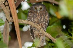 ruru morepork gufo di nuovo Zelanda foto