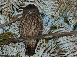 ruru morepork gufo di nuovo Zelanda foto