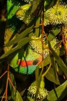 muschio lorikeet nel Australia foto