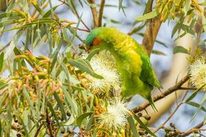 muschio lorikeet nel Australia foto