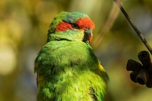 muschio lorikeet nel Australia foto