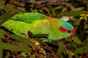 muschio lorikeet nel Australia foto