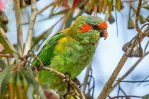 muschio lorikeet nel Australia foto