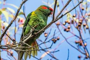 muschio lorikeet nel Australia foto