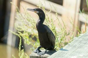 neotropico cormorano nel Stati Uniti d'America foto