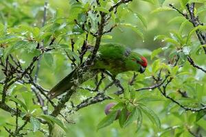 norfolk isola verde pappagallo foto