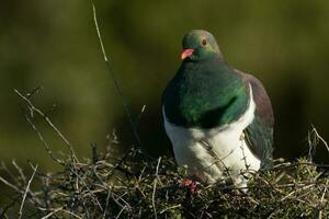 kereru nuovo Zelanda Piccione foto