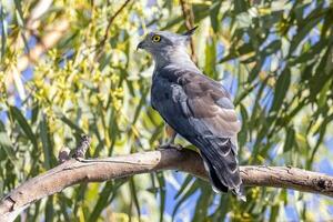 Pacifico baza nel Australia foto