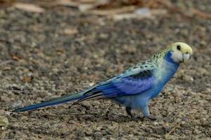 pallido rosella nel Australia foto