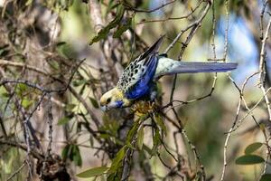 pallido rosella nel Australia foto