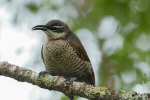 Paradiso riflebird nel Australia foto