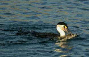 pezzato cormorano nel Australia foto