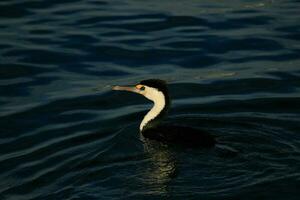 pezzato cormorano nel Australia foto