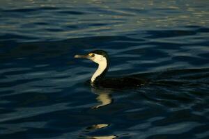 pezzato cormorano nel Australia foto