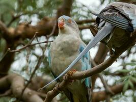 Principessa pappagallo di Australia foto