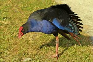 pukeko viola palude foto