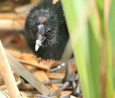 pukeko viola palude foto