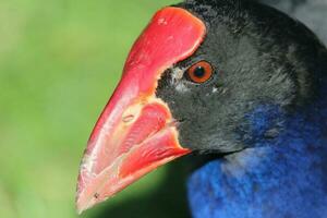 pukeko viola palude foto