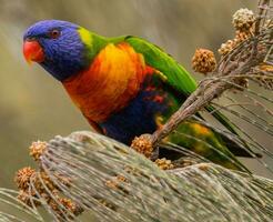 Lorichetto arcobaleno in Australia foto