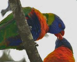 Lorichetto arcobaleno in Australia foto