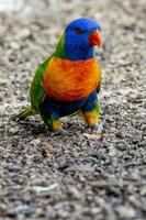 Lorichetto arcobaleno in Australia foto