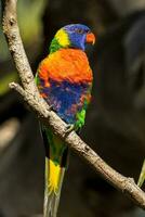 Lorichetto arcobaleno in Australia foto