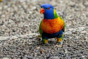 Lorichetto arcobaleno in Australia foto